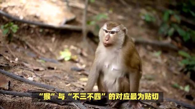 三四定开在今期打一准确生肖、三四定开在今期,不三不四不用记