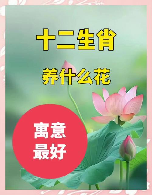 今期生肖开红花什么意思啊、今期生肖开金花是什么生肖请回答