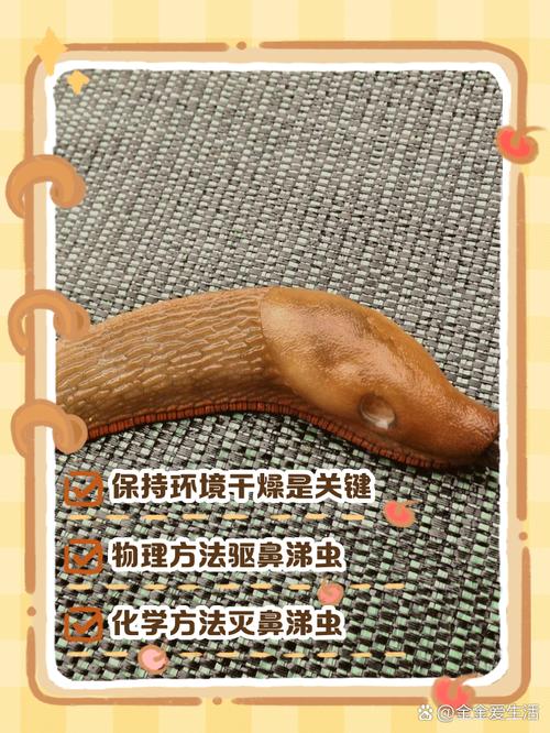 鼻涕虫、鼻涕虫怎么消灭最快方法