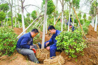 杨树苗的种植、杨树苗的种植时间什么时间好