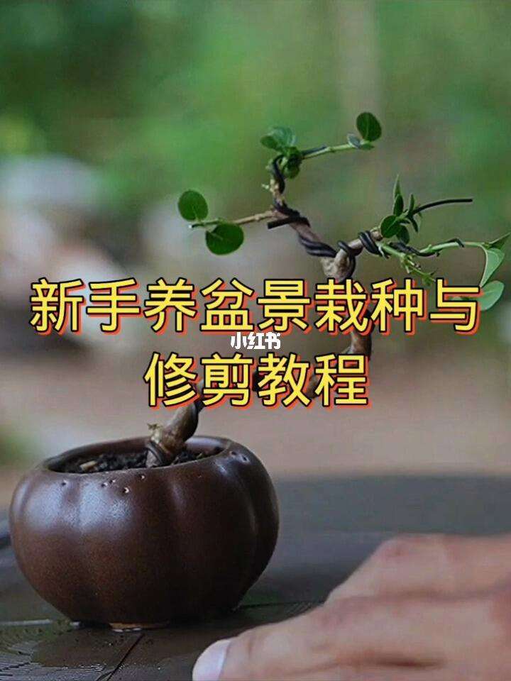 盆景制作步骤、盆景制作步骤有哪些