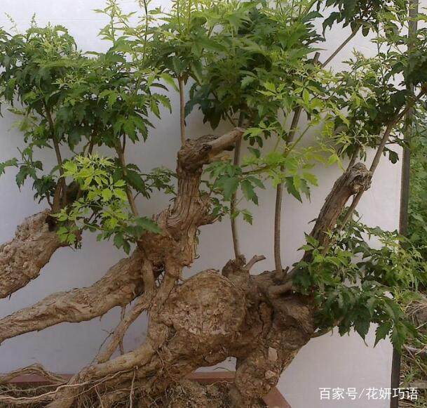 黄荆桩头怎样种植、黄荆桩头怎样种植视频