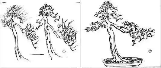 盆景造型技法、盆景造型技法二十四招