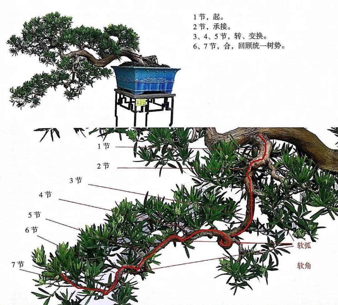 新编盆景造型技艺图解、制作盆景15种入门图解