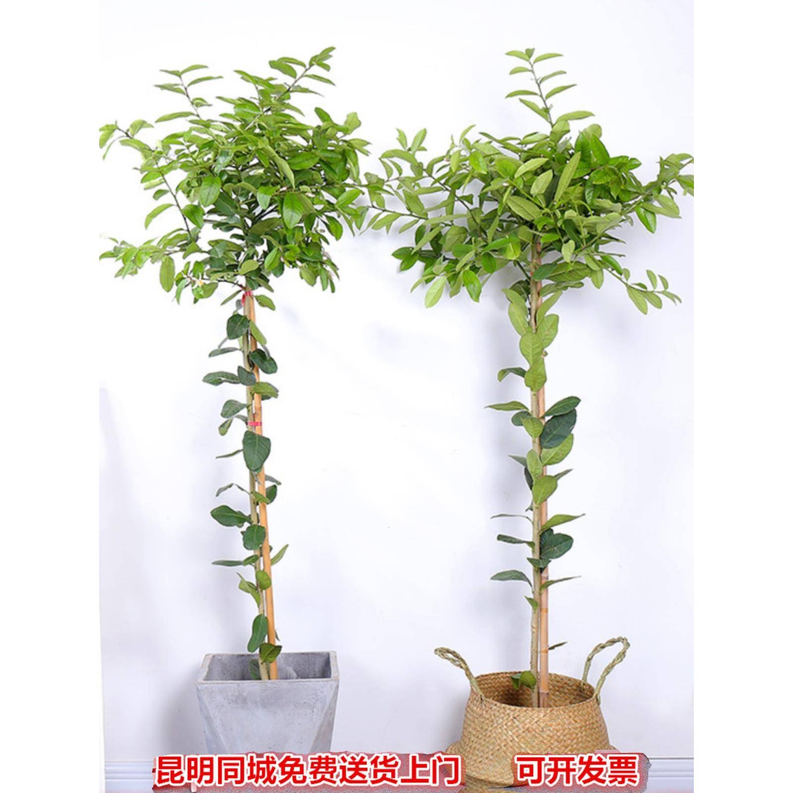 十大盆景绿植名称、盆景植物大全及名称