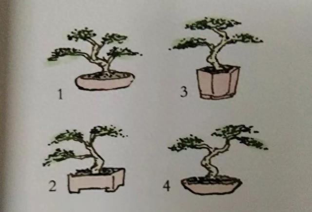 盆景制作入门图解、盆景制作入门图解教程