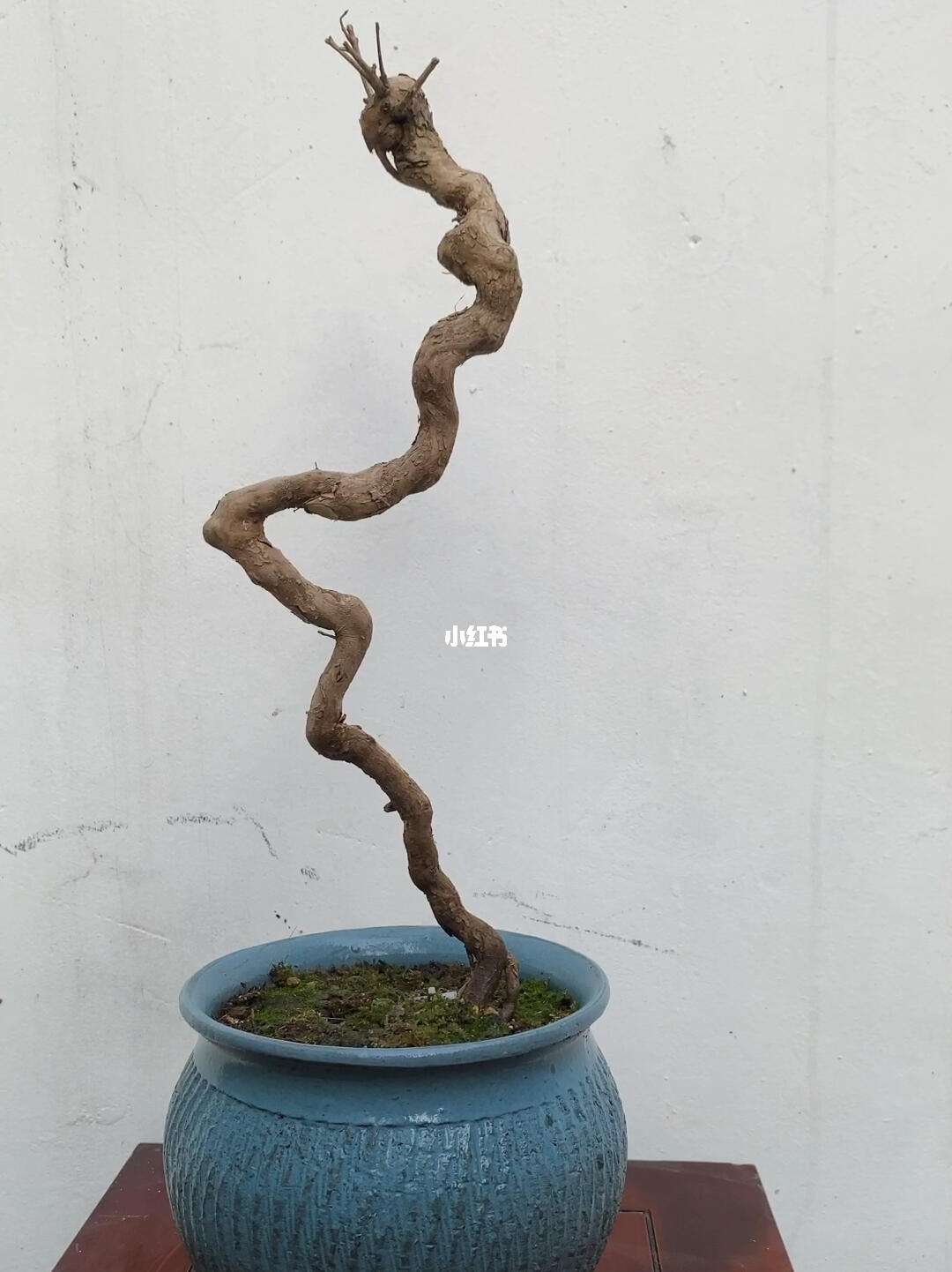 黄荆盆景造型过程、黄荆盆景的制作与管理