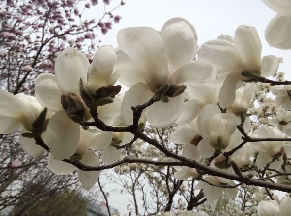 十大漂亮花树图片、十大漂亮花树图片高清