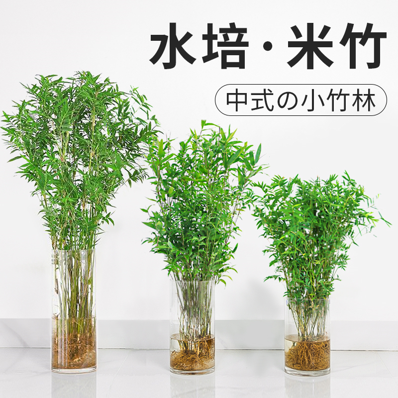 鱼缸盆景植物、鱼缸盆景植物怎么养