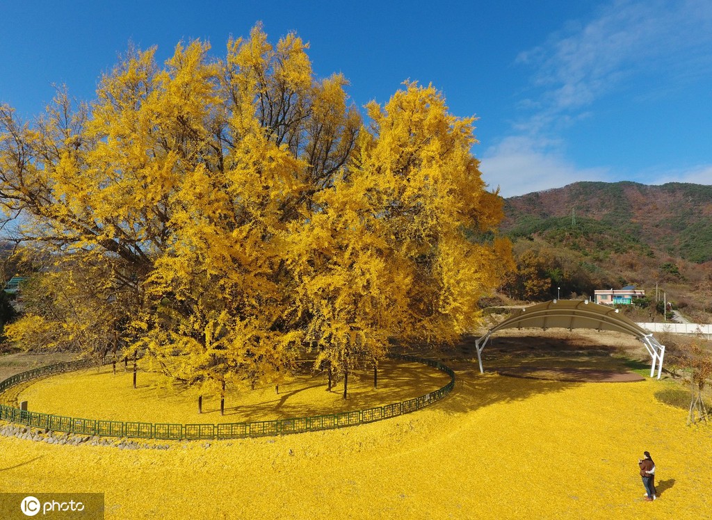 十大绝美的风景树、十大绝美的风景树图片大全