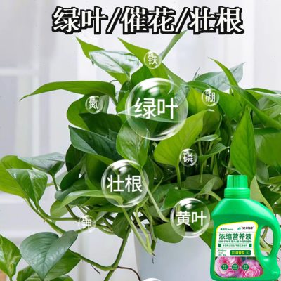 盆栽植物叶子发黄怎么回事、盆栽植物叶子发黄怎么回事视频