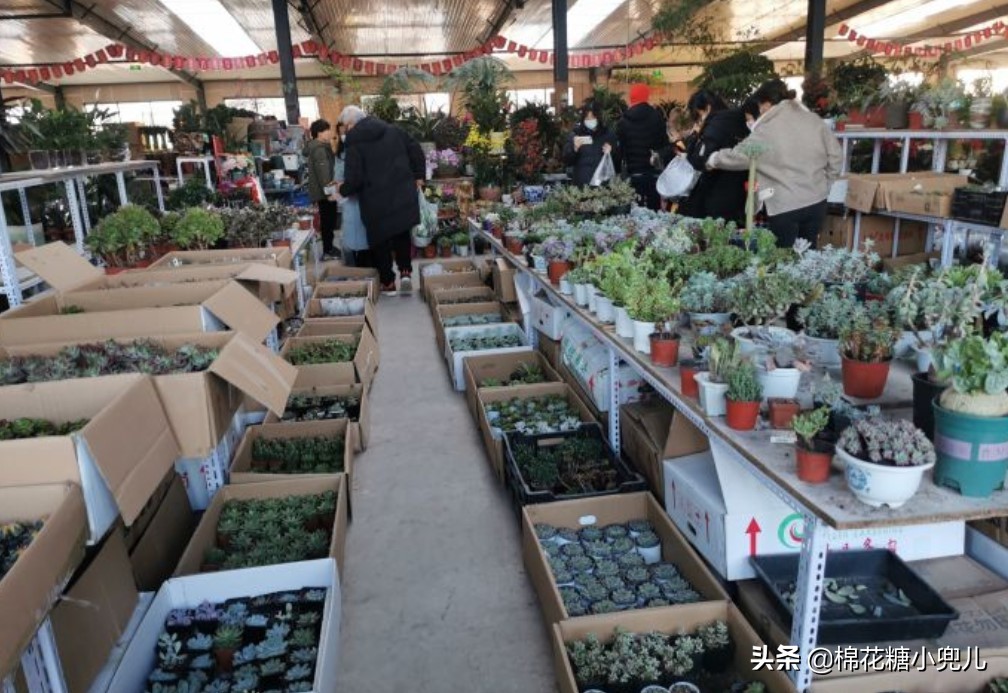 盆景花卉批发市场附近、盆景花卉批发市场附近有没有