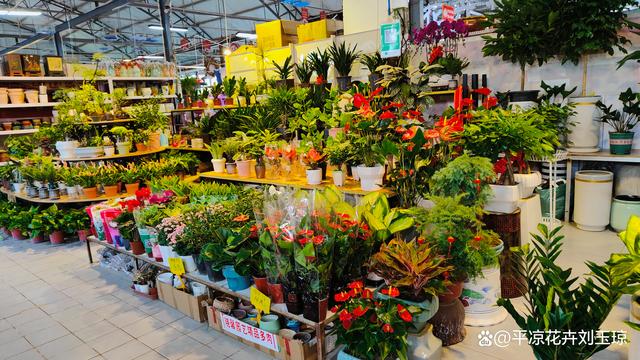 盆景花卉批发市场附近、盆景花卉批发市场附近有没有