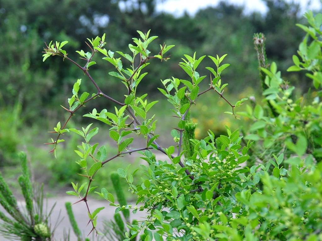 酸枣灌木、酸枣树的种植与管理