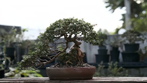 高档盆景植物有哪些、高档盆景植物有哪些品种