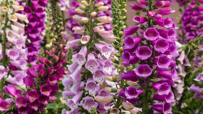 耐阴花卉一览表、耐阴花卉植物大全