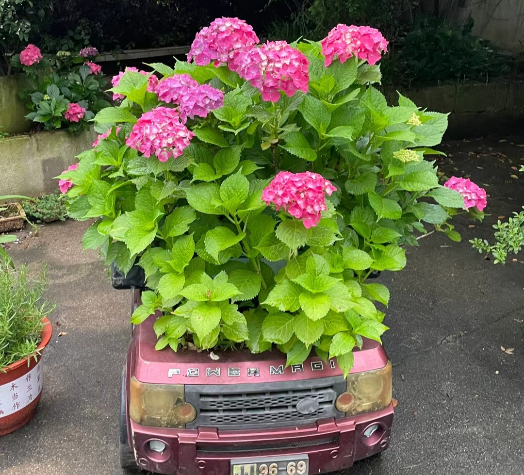 耐阴花卉一览表、耐阴花卉植物大全