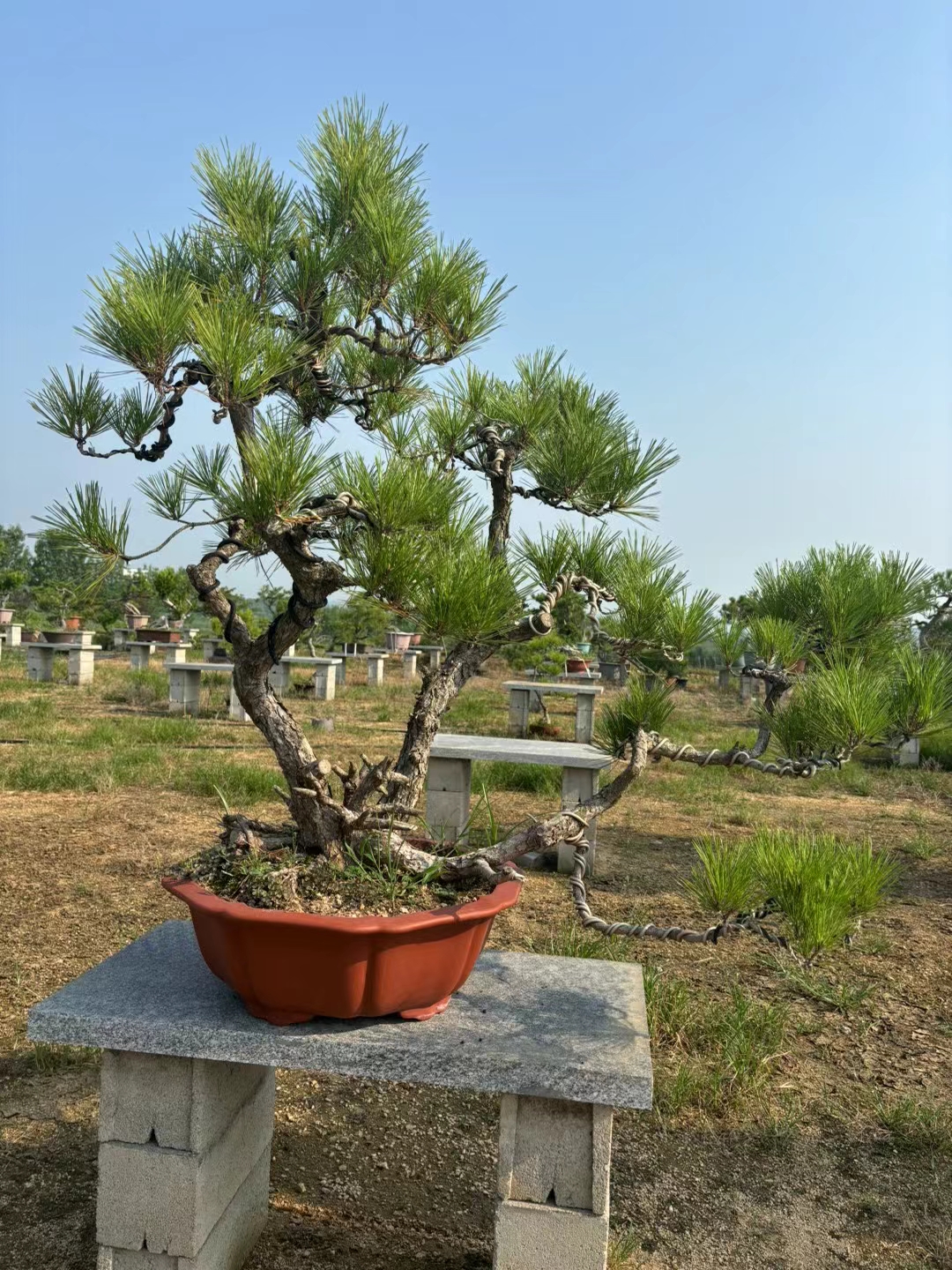 三杆盆景造型图片、一株三杆式盆景怎么布局