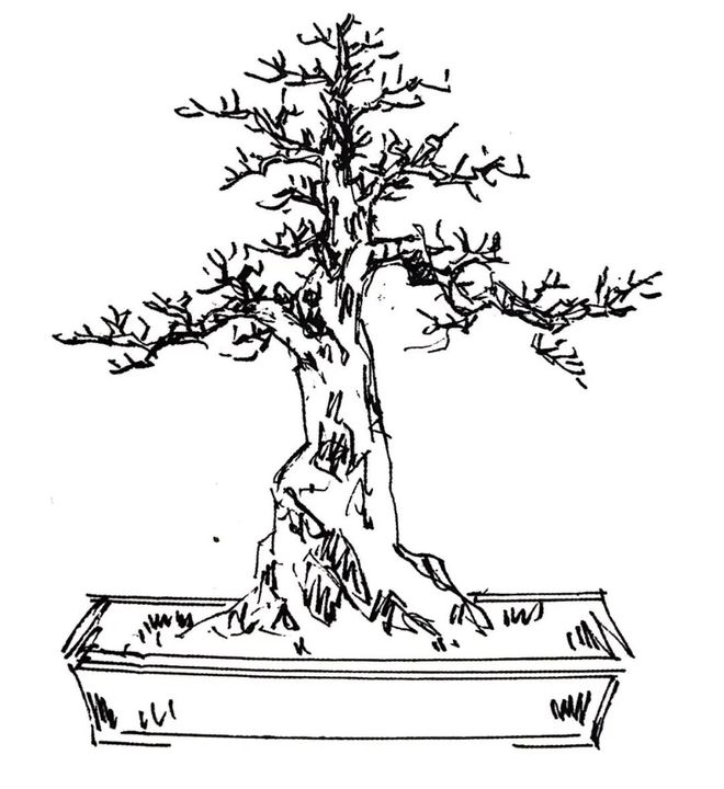 盆景造型设计草图、盆景造型设计草图要有摆件图