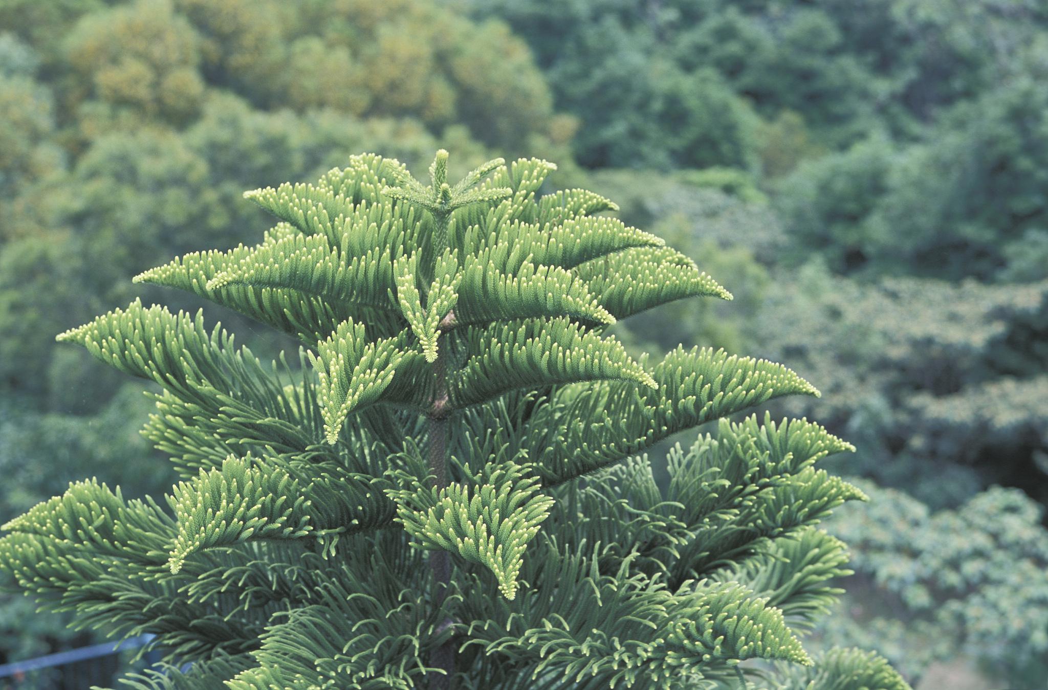 最耐阴的十大室内植物、最耐阴的十大室内植物开花