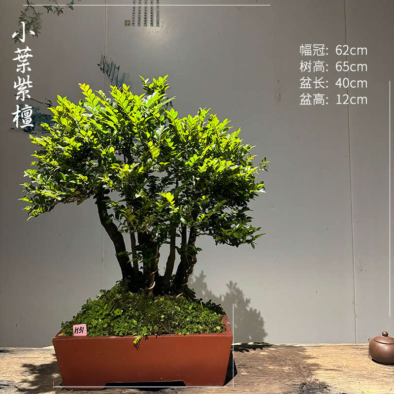 小叶植物盆景图片、小叶植物盆景图片欣赏