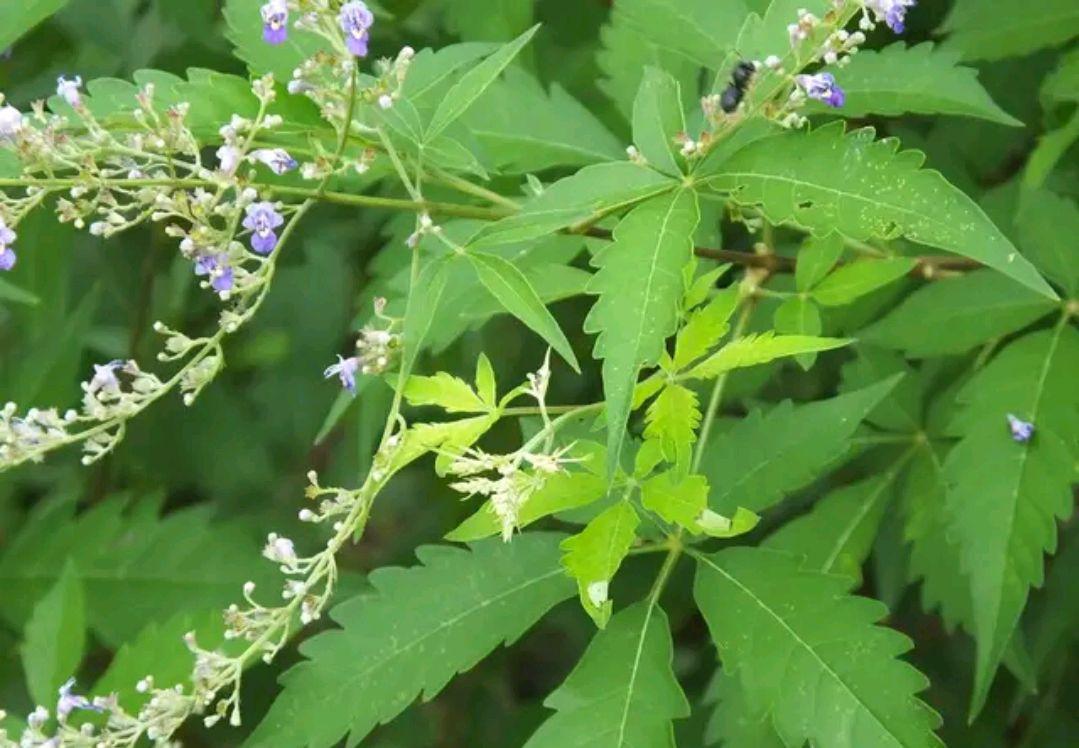 黄荆树生桩怎么种、黄荆树桩的栽培技术