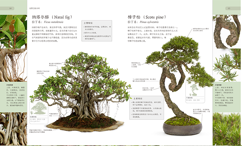 盆景制作教学入门教程、盆景制作教学入门教程图片