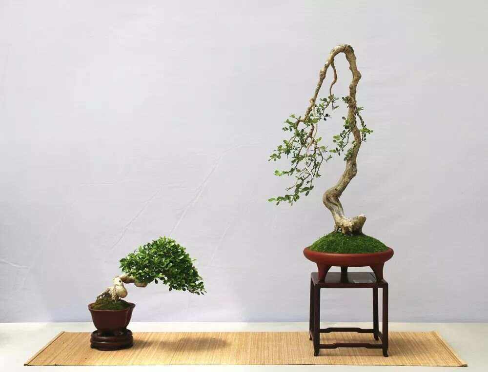 精品小盆景、小盆景植物种类大全