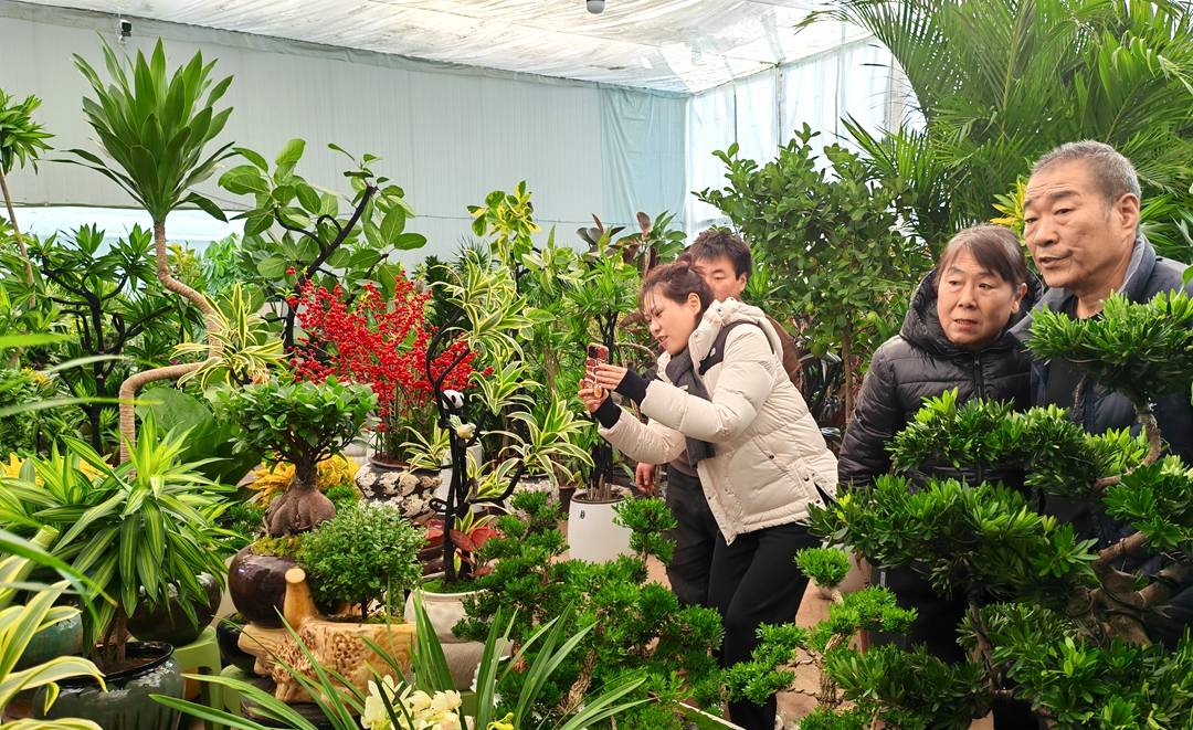 盆花批发基地从哪拿货、绿植批发商该去哪里进货