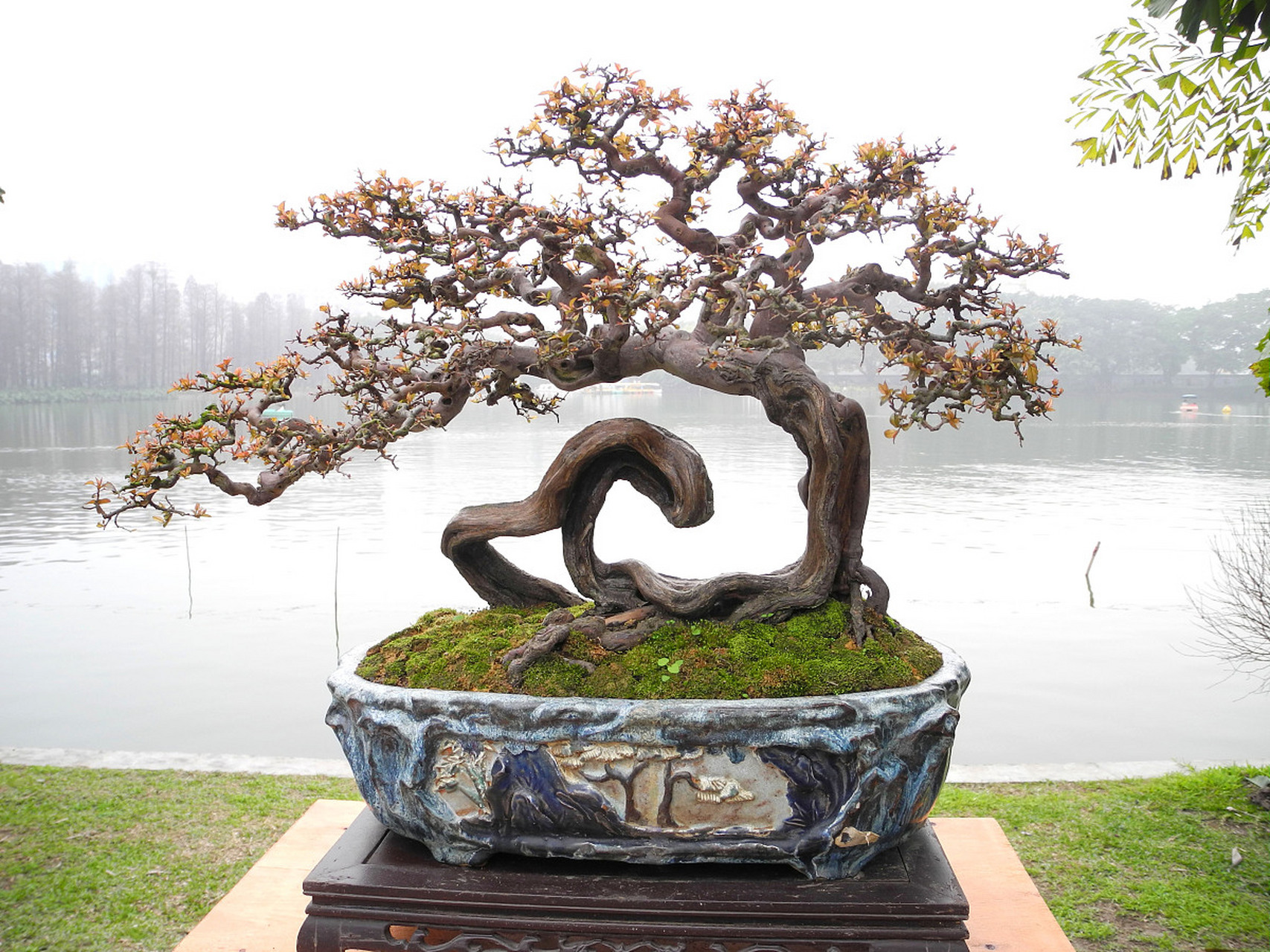 岭南派盆景、岭南派盆景的典型造型是