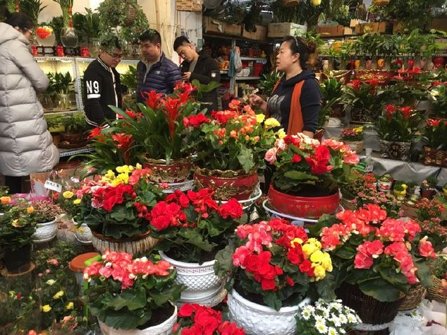 盆景花卉批发市场、盆景花卉批发市场价格